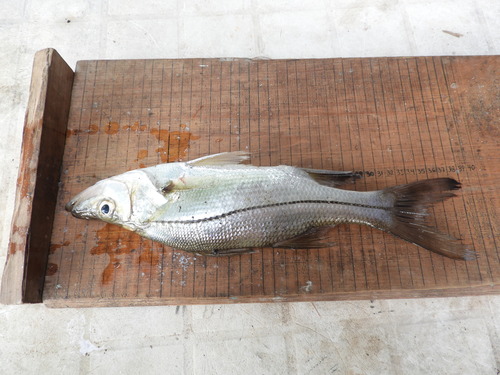 Blackfin snook (Centropomus medius) — Centropomidae — 5