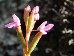 Disa vaginata