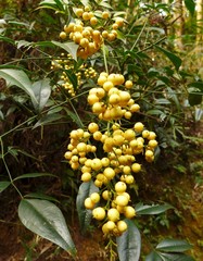 Nandina domestica
