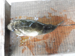 Sphoeroides annulatus