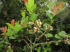 Lithraea brasiliensis