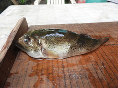 Sphoeroides annulatus