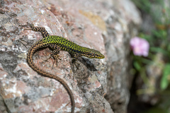 Lindholm's Lizard photo 2