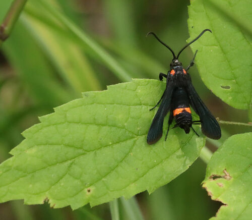 Persimmon Borer