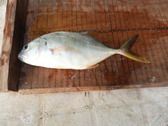 Caranx caninus