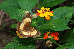 Junonia terea terea