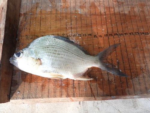 Streaked mojarra (Eugerres lineatus) — Gerreidae