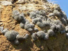 Tillandsia karwinskyana