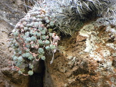 Graptopetalum pachyphyllum