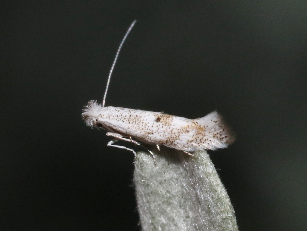 Bucculatrix salutatoria