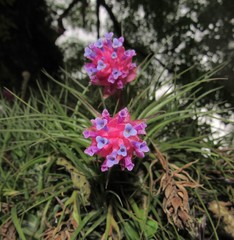 Tillandsia stricta, photograph Kahio Tiberio Mazon, CC0, iNaturalist via GBIF