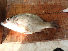 Lutjanus argentiventris