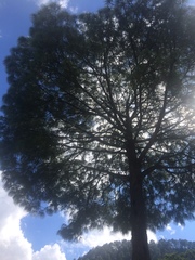 Pinus ayacahuite