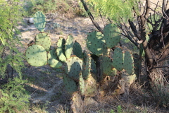 Opuntia pyrocarpa