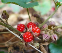 Rubus