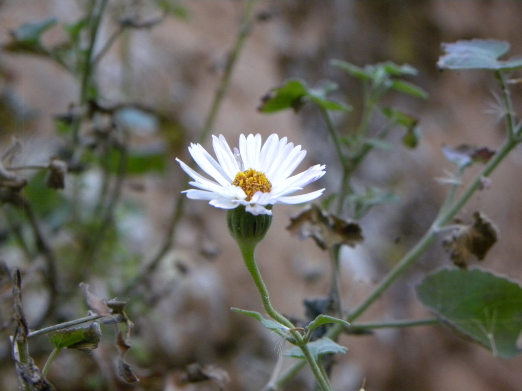 Eutetras