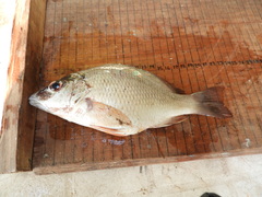 Lutjanus argentiventris