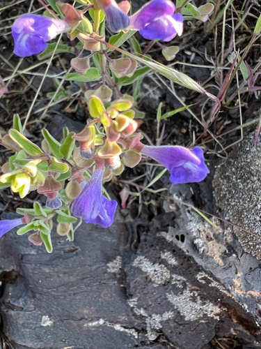 Image of Scutellaria angustifolia by no rights reserved