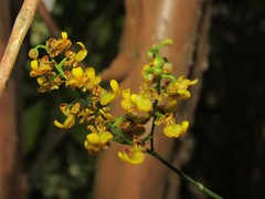 Trichocentrum