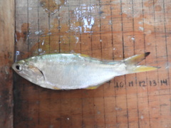 Bigscale Anchovy photo 3