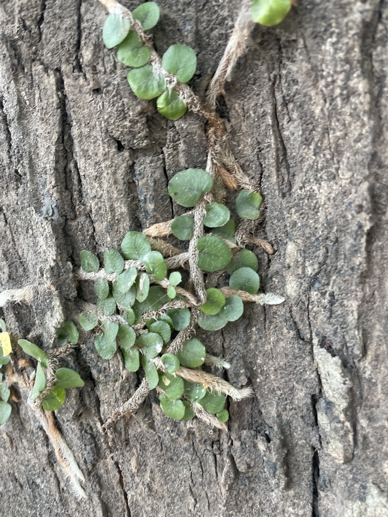 microgramma-vacciniifolia-from-salta-delegaci-n-municipal-resistencia