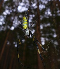 Trichonephila clavata