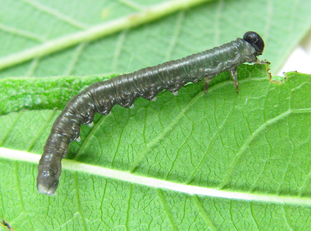 Euura punicea