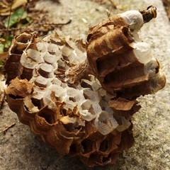 Vespa simillima xanthoptera