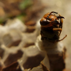 Vespa simillima xanthoptera