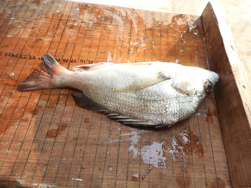 Longspine grunt (Pomadasys macracanthus) — Haemulidae — 4