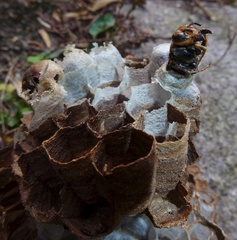 Vespa simillima xanthoptera