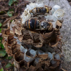 Vespa simillima xanthoptera