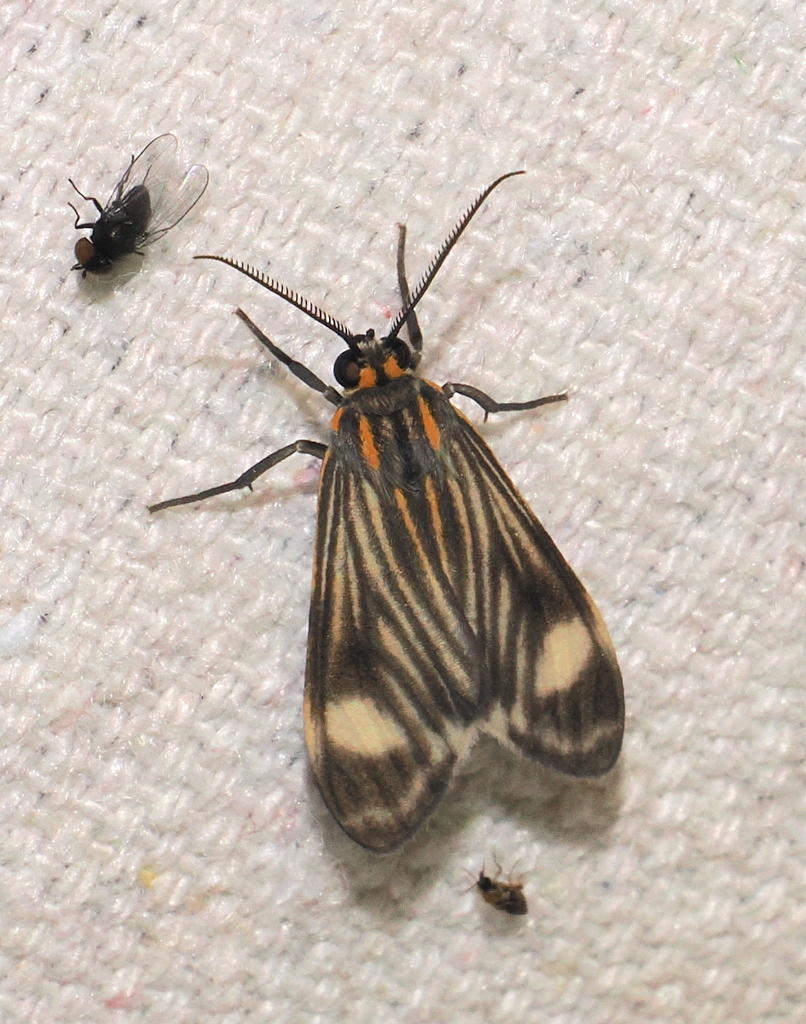 Eucereon venosa