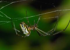 Leucauge granulata