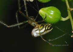 Leucauge granulata