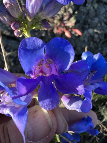 Image of Penstemon cyaneus by no rights reserved