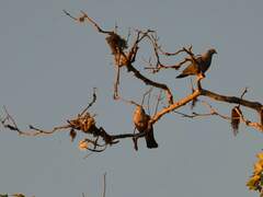 Speckled Wood Pigeon photo 4