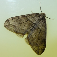 Operophtera relegata