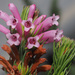 Erica viscaria longifolia - Photo (c) Felix Riegel, algunos derechos reservados (CC BY-NC), subido por Felix Riegel