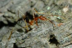 Leptomyrmex rufipes