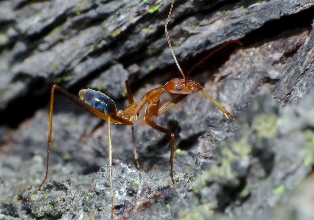 Leptomyrmex rufipes