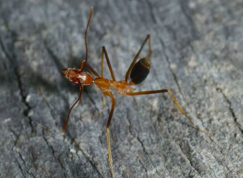 Leptomyrmex rufipes photo 3