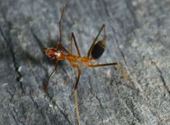 Leptomyrmex rufipes