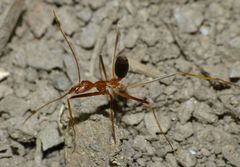 Leptomyrmex rufipes