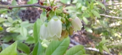 Vaccinium angustifolium image