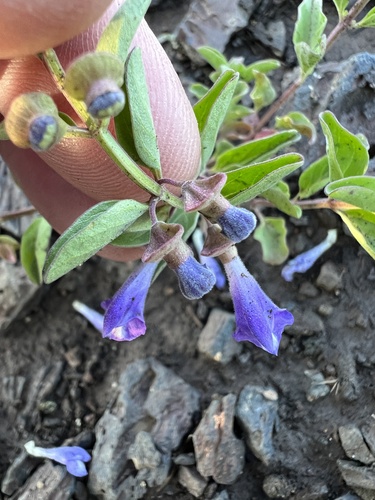 Image of Scutellaria angustifolia by no rights reserved