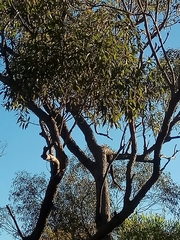 Eucalyptus radiata