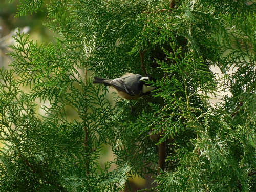 Iberian Coal Tit