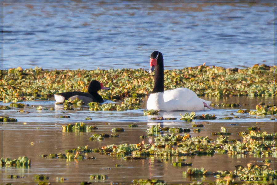 Black-necked Swan
