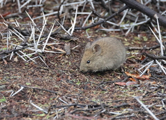 Bush Karroo Rat photo 2